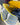 Canary patent leather trim. Canary and white plaid interior. Canvas base.